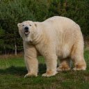The bear has opaque white fur  screen for extension Chrome web store in OffiDocs Chromium