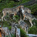 The beautiful and mysterious European gray wolf  screen for extension Chrome web store in OffiDocs Chromium