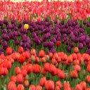 The beds of calypso flowers  screen for extension Chrome web store in OffiDocs Chromium