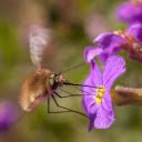 The Bee and the Long Stinger  screen for extension Chrome web store in OffiDocs Chromium