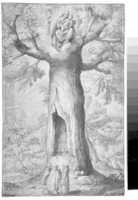Free download The Beech Tree of the Madonna at La Verna free photo or picture to be edited with GIMP online image editor