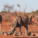 The Big Antelopes  screen for extension Chrome web store in OffiDocs Chromium