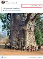दुनिया का सबसे बड़ा पेड़ मुफ्त डाउनलोड करें मुफ्त फोटो या तस्वीर को GIMP ऑनलाइन छवि संपादक के साथ संपादित किया जाना है