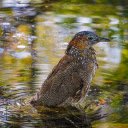The bird bathes in the lake  screen for extension Chrome web store in OffiDocs Chromium