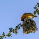 The bird builds a nest  screen for extension Chrome web store in OffiDocs Chromium