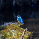 The Bird by the Stream  screen for extension Chrome web store in OffiDocs Chromium
