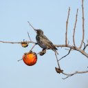 The bird eats a persimmon  screen for extension Chrome web store in OffiDocs Chromium
