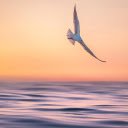 The bird flies sideways  screen for extension Chrome web store in OffiDocs Chromium