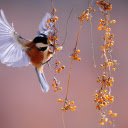 The bird fluttering berries  screen for extension Chrome web store in OffiDocs Chromium