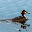 The bird great crested grebe  screen for extension Chrome web store in OffiDocs Chromium