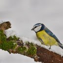 The bird perched on a tree branch  screen for extension Chrome web store in OffiDocs Chromium