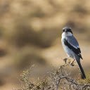 The bird perches  screen for extension Chrome web store in OffiDocs Chromium