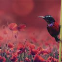 The bird poppies  screen for extension Chrome web store in OffiDocs Chromium