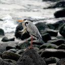 The bird stands on the rock  screen for extension Chrome web store in OffiDocs Chromium