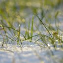 The blades of grass have strong vitality  screen for extension Chrome web store in OffiDocs Chromium