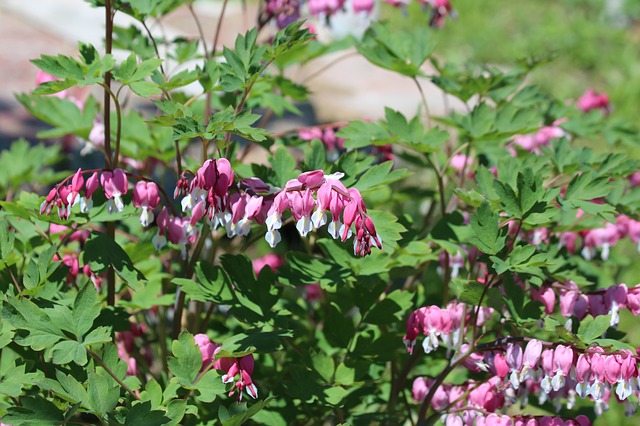 دانلود رایگان عکس خونریزی قلب dicentra رایگان برای ویرایش با ویرایشگر تصویر آنلاین رایگان GIMP