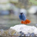 The Blue Bird and the Orange Tail  screen for extension Chrome web store in OffiDocs Chromium