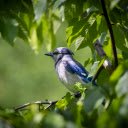 The blue jay bird  screen for extension Chrome web store in OffiDocs Chromium