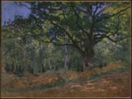 Free download The Bodmer Oak, Fontainebleau Forest free photo or picture to be edited with GIMP online image editor