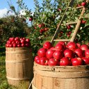The box is full of apples  screen for extension Chrome web store in OffiDocs Chromium