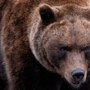 The brown bear grizzly  screen for extension Chrome web store in OffiDocs Chromium
