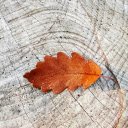 The brown leaf falls  screen for extension Chrome web store in OffiDocs Chromium