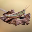 The brown locust  screen for extension Chrome web store in OffiDocs Chromium