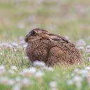 The brown rabbit was scared  screen for extension Chrome web store in OffiDocs Chromium