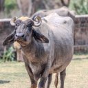 The buffalo and the curved horn  screen for extension Chrome web store in OffiDocs Chromium