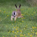 The bunny runs in the meadow  screen for extension Chrome web store in OffiDocs Chromium