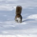 The bushy tailed squirrel  screen for extension Chrome web store in OffiDocs Chromium