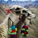 The camel and the necklace  screen for extension Chrome web store in OffiDocs Chromium