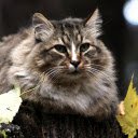 The cat and the leaf  screen for extension Chrome web store in OffiDocs Chromium