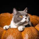 The cat lies in the pumpkin  screen for extension Chrome web store in OffiDocs Chromium