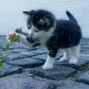 The cat picks flowers  screen for extension Chrome web store in OffiDocs Chromium