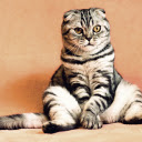 The cat sits  screen for extension Chrome web store in OffiDocs Chromium