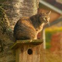 The cat stands next to the tree  screen for extension Chrome web store in OffiDocs Chromium