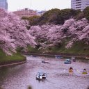 The Chidorigafuchi Moat During Spring  screen for extension Chrome web store in OffiDocs Chromium