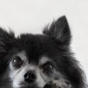 The chihuahua dog  screen for extension Chrome web store in OffiDocs Chromium