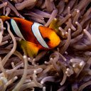 The clownfish hides under the coral  screen for extension Chrome web store in OffiDocs Chromium