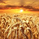 The color of rice, the color of sunlight  screen for extension Chrome web store in OffiDocs Chromium