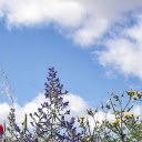 The color of the sky in spring  screen for extension Chrome web store in OffiDocs Chromium