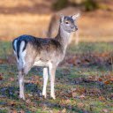 The Confused Deer  screen for extension Chrome web store in OffiDocs Chromium