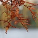The conifer tree changes clothes  screen for extension Chrome web store in OffiDocs Chromium