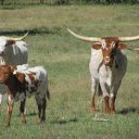The cow and its long horns  screen for extension Chrome web store in OffiDocs Chromium