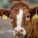 The cow calf cattle  screen for extension Chrome web store in OffiDocs Chromium