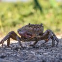 The Crab and the Red Claw  screen for extension Chrome web store in OffiDocs Chromium