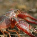 The crab has red claws  screen for extension Chrome web store in OffiDocs Chromium