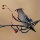 The crested bird  screen for extension Chrome web store in OffiDocs Chromium