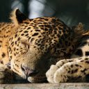 The cubs slept soundly  screen for extension Chrome web store in OffiDocs Chromium